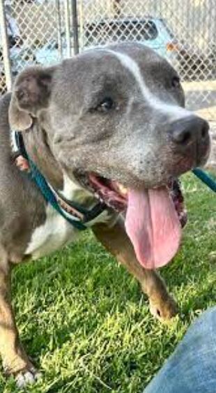 Seasonal dog exercise